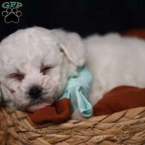 Jasper, Bichon Frise Puppy